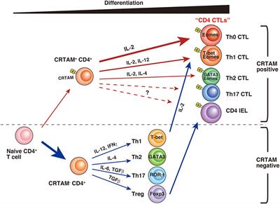 CD4 CTL, a Cytotoxic Subset of CD4+ T Cells, Their Differentiation and Function